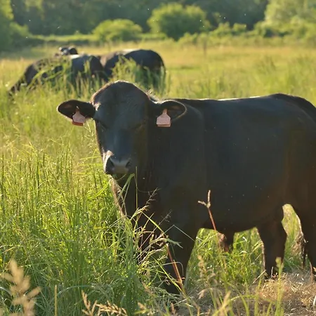 Bio Farma & Zlaty Hyl Konukevi