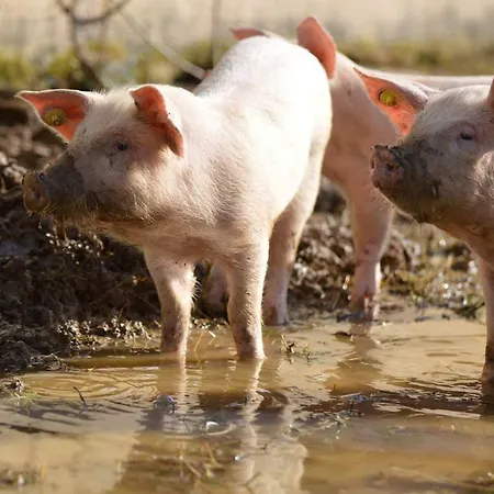 Konukevi Bio Farma & Zlaty Hyl Novacany