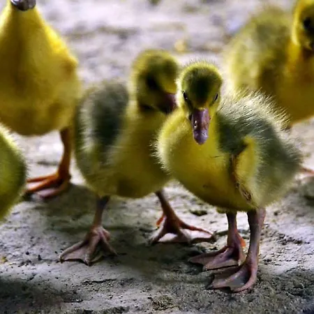 Konukevi Bio Farma & Zlaty Hyl