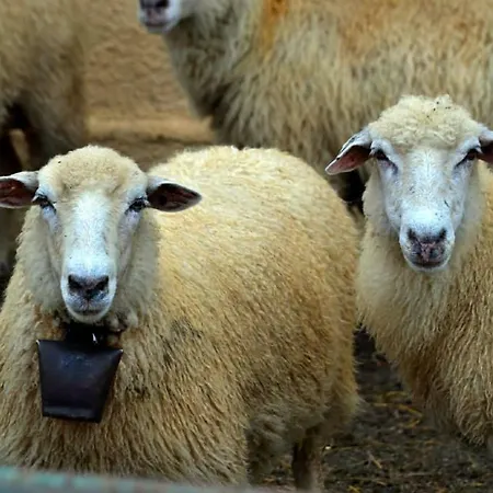 Bio Farma & Zlaty Hyl Konukevi Novacany