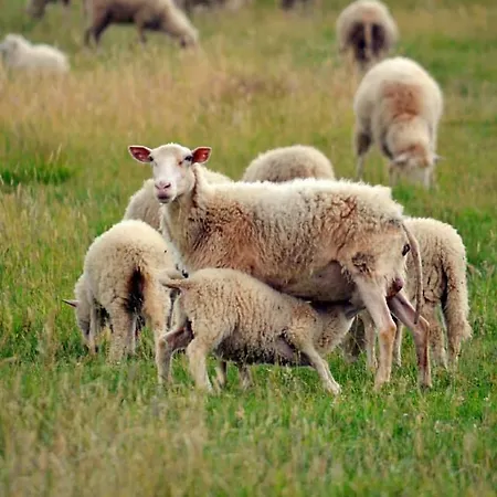 Konukevi Bio Farma & Zlaty Hyl