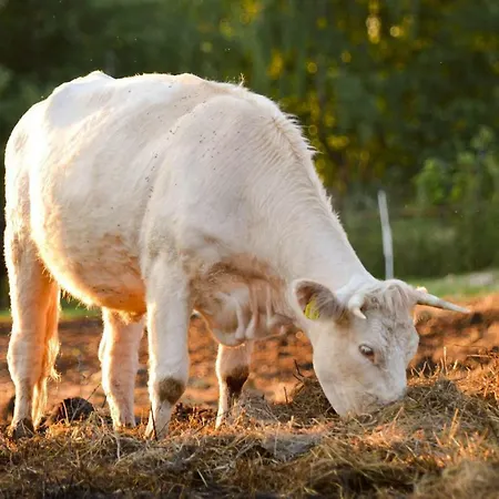 Bio Farma & Zlaty Hyl 4*